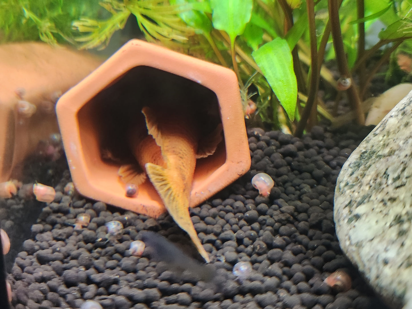 Bristlenose Pleco Breeding Cave