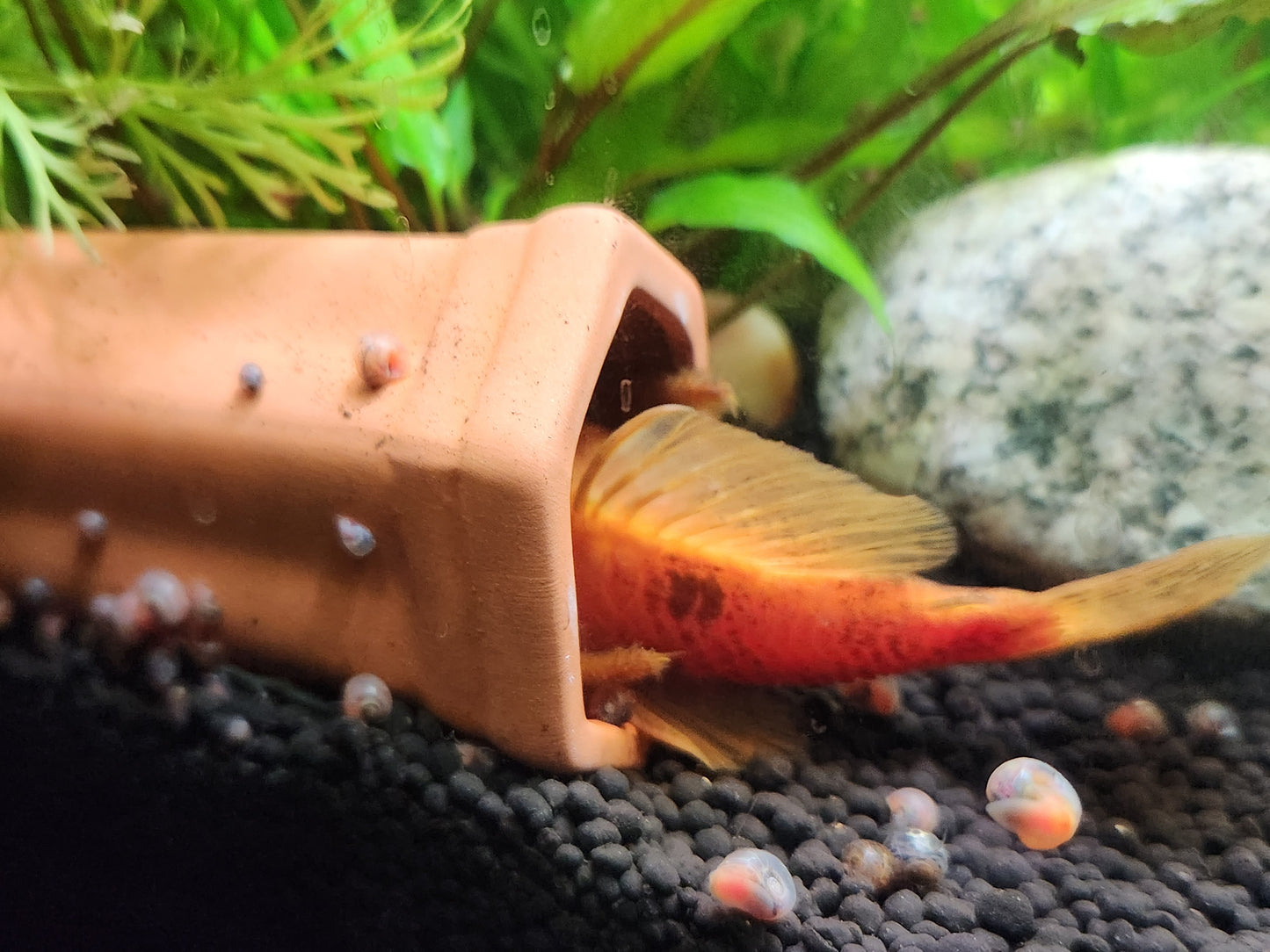 Bristlenose Pleco Breeding Cave