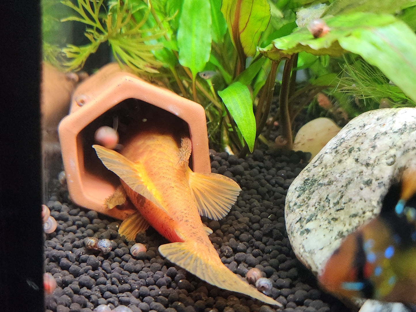 Bristlenose Pleco Breeding Cave