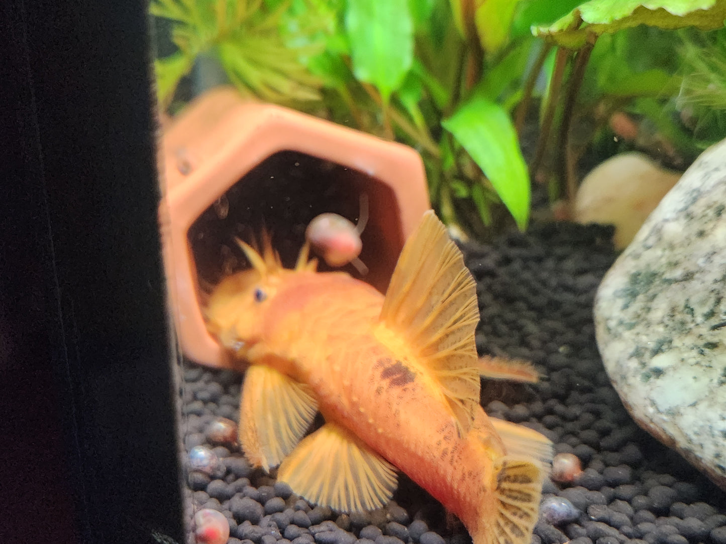 Bristlenose Pleco Breeding Cave