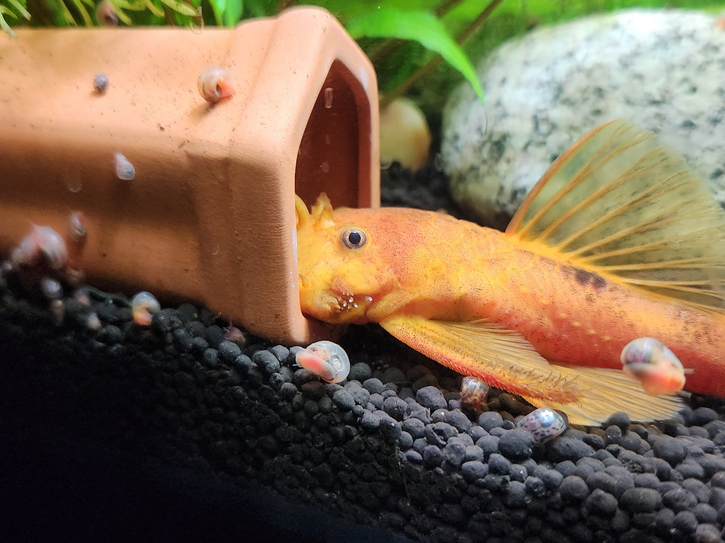 Bristlenose Pleco Breeding Cave