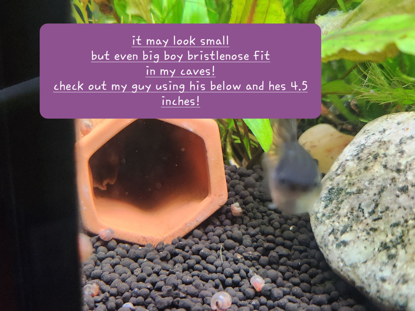 Bristlenose Pleco Breeding Cave