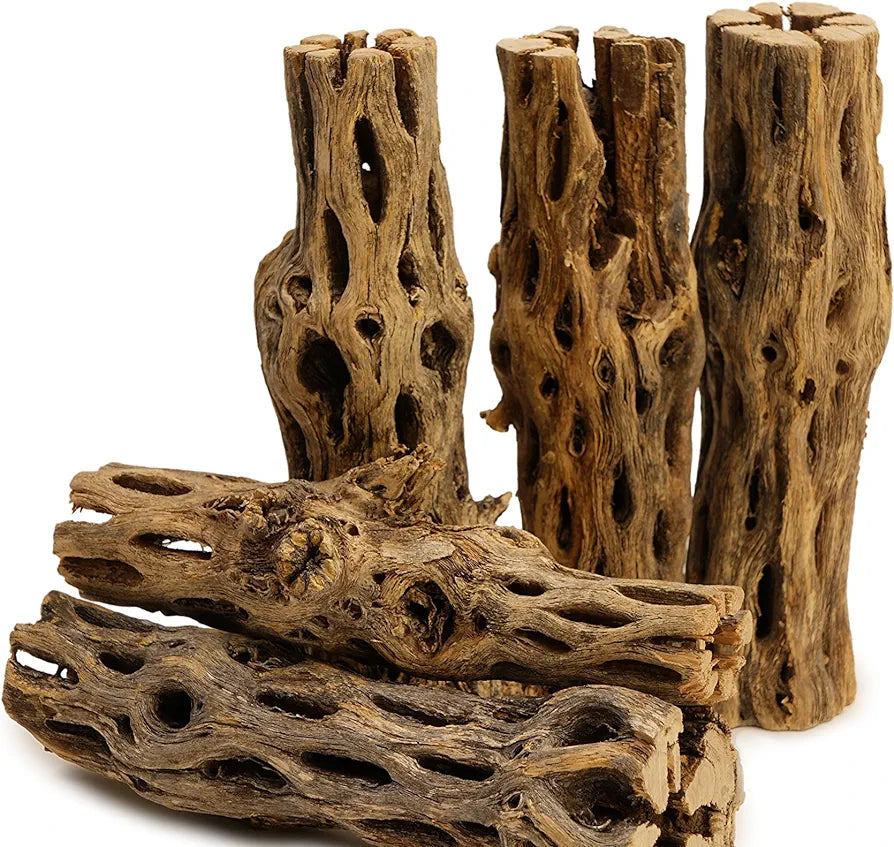 5 Natural Cholla Wood Pieces 5-6" inches for plecos, shrimp, snails etc.