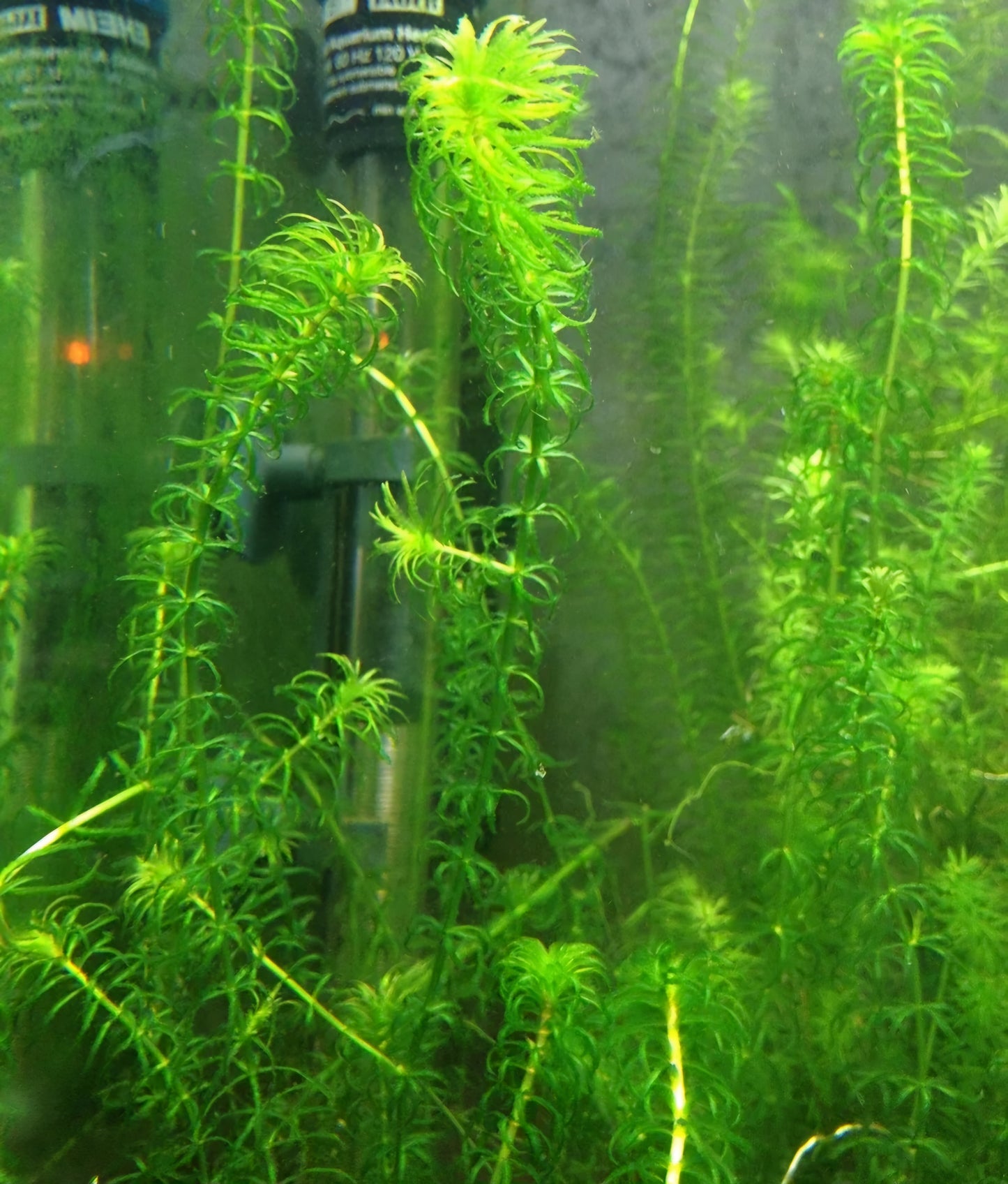 6 Stems Narrow Leaf Anacharis (Egeria Najas), Live Aquarium Plant