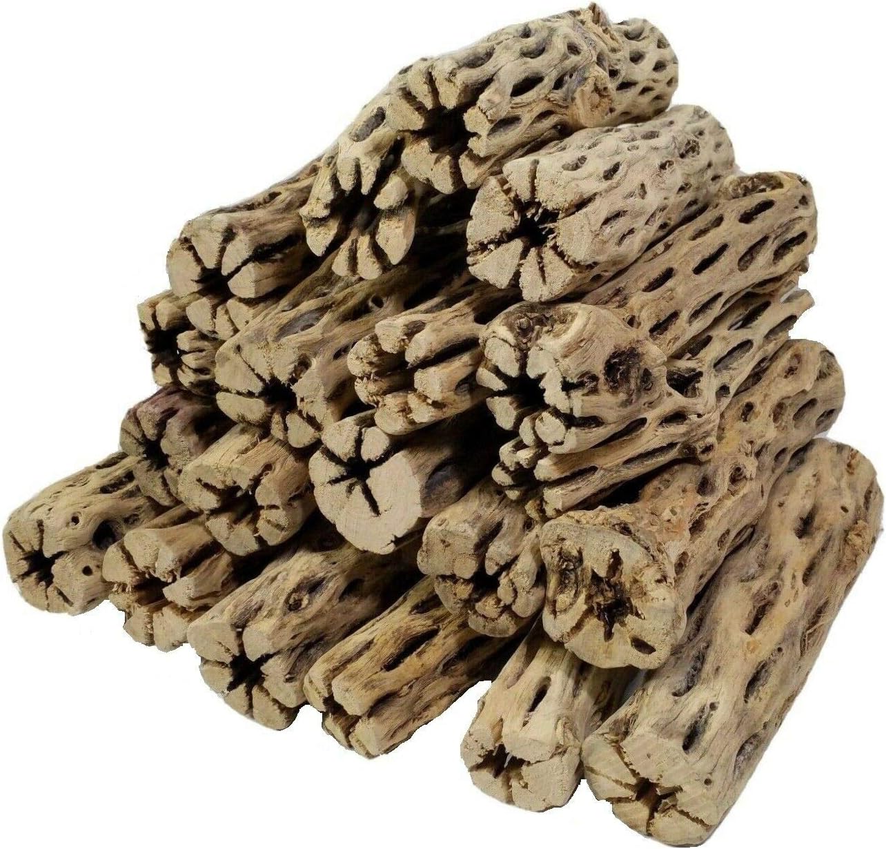 5 Natural Cholla Wood Pieces 5-6" inches for plecos, shrimp, snails etc.