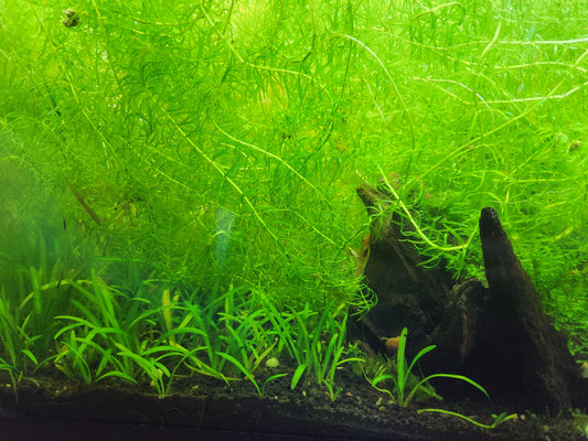 6 Stems Narrow Leaf Anacharis (Egeria Najas), Live Aquarium Plant