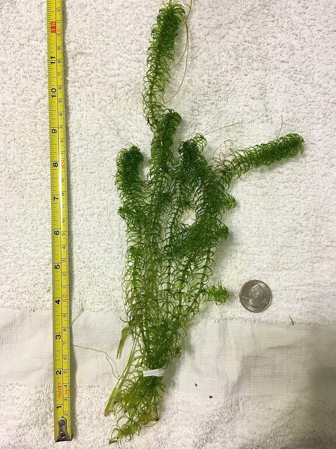 6 Stems Narrow Leaf Anacharis (Egeria Najas), Live Aquarium Plant